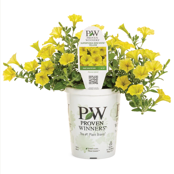 Proven Winners Direct Supertunia Mini Vista Yellow (Petunia)