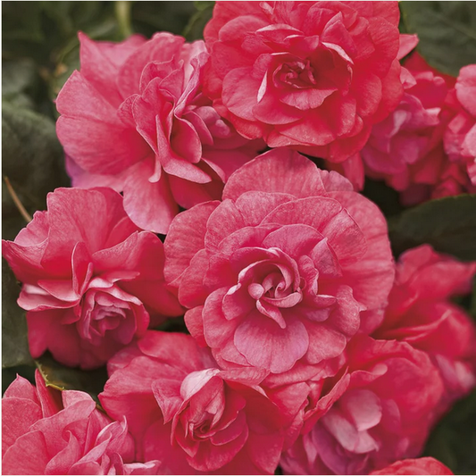 Proven Winners Direct Rockapulco Coral Reef (Double Impatiens)