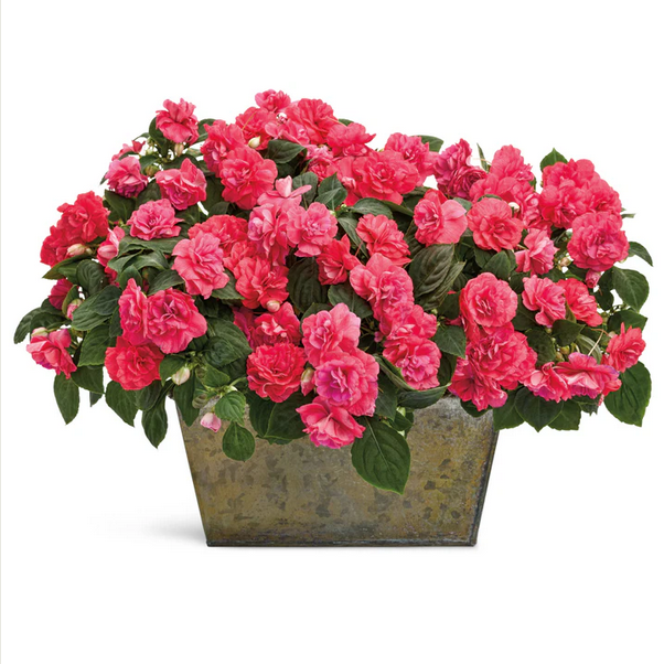 Proven Winners Direct Rockapulco Coral Reef (Double Impatiens)