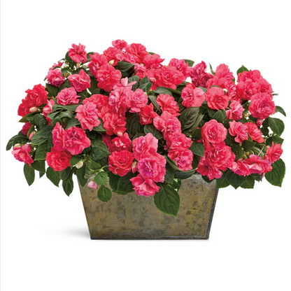 Proven Winners Direct Rockapulco Coral Reef (Double Impatiens)