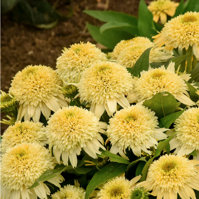 Proven Winners Direct Double Coded 'Butter Pecan' Coneflower (Echinacea)