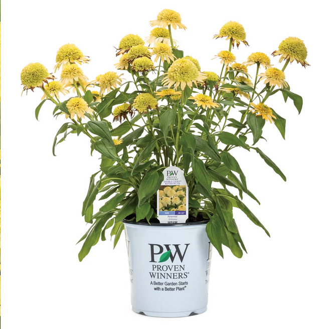 Proven Winners Direct Double Coded 'Butter Pecan' Coneflower (Echinacea)