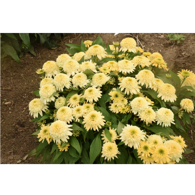 Proven Winners Direct Double Coded 'Butter Pecan' Coneflower (Echinacea)