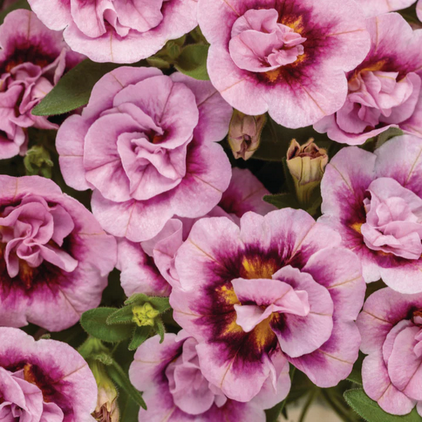 Proven Winners Direct Superbells Double Smitten Pink (Double Calibrachoa) - New Proven Winners Variety 2024