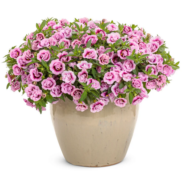 Proven Winners Direct Superbells Double Smitten Pink (Double Calibrachoa) - New Proven Winners Variety 2024