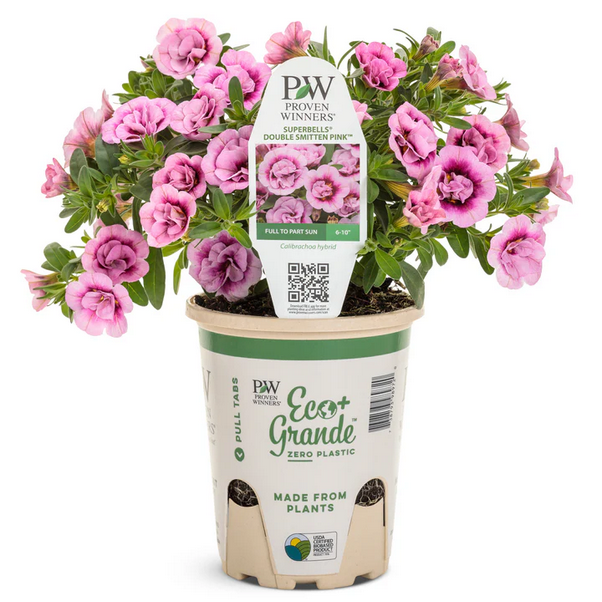 Proven Winners Direct Superbells Double Smitten Pink (Double Calibrachoa) - New Proven Winners Variety 2024