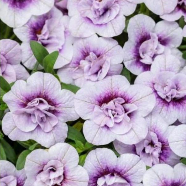 Proven Winners Direct Superbells Double Twilight (Calibrachoa)