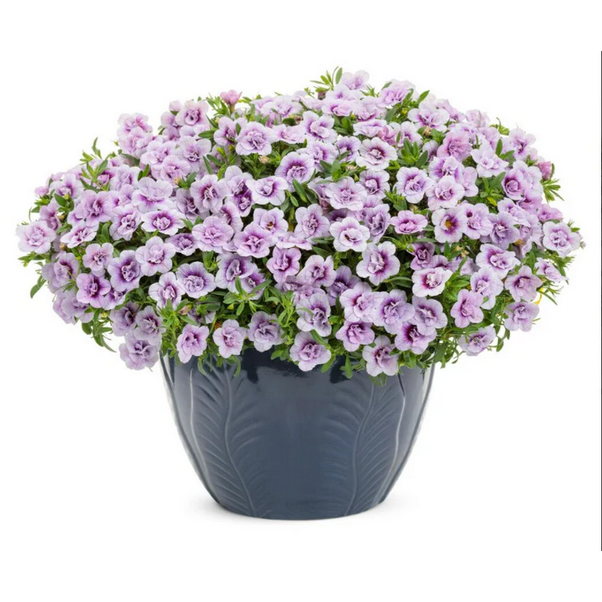 Proven Winners Direct Superbells Double Twilight (Calibrachoa)