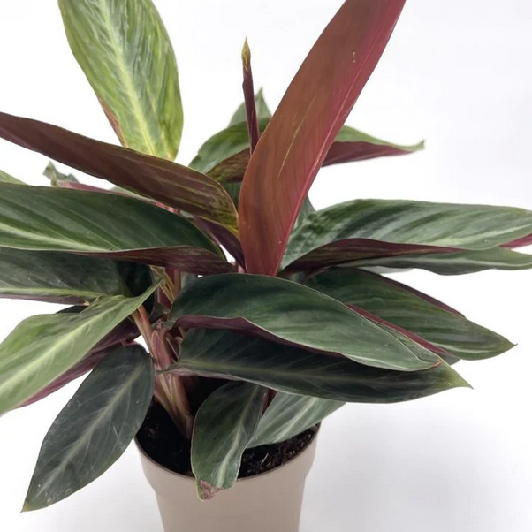 Proven Winners Direct Socialite Stripestar (Stromanthe sanguinea)