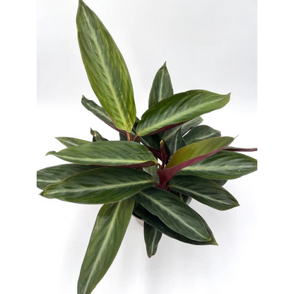 Proven Winners Direct Socialite Stripestar (Stromanthe sanguinea)