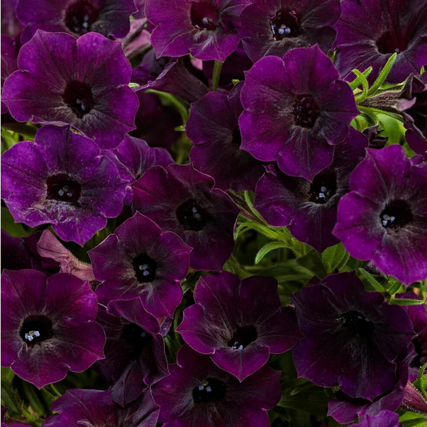 Proven Winners Direct Supertunia Mini Vista Midnight (Petunia)