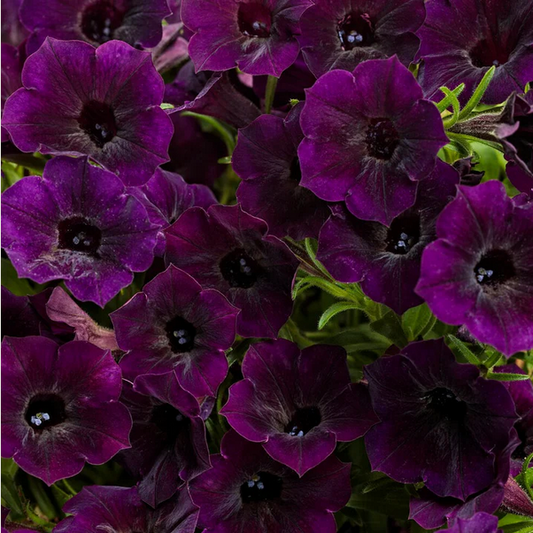 Proven Winners Direct Supertunia Mini Vista Midnight (Petunia)