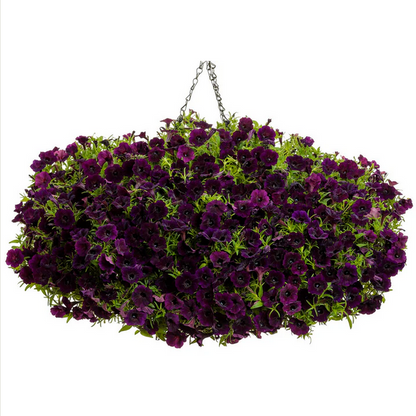 Proven Winners Direct Supertunia Mini Vista Midnight (Petunia)