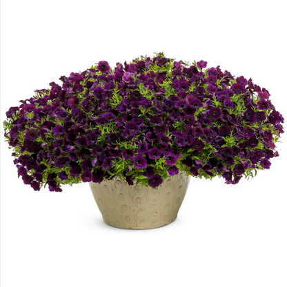 Proven Winners Direct Supertunia Mini Vista Midnight (Petunia)