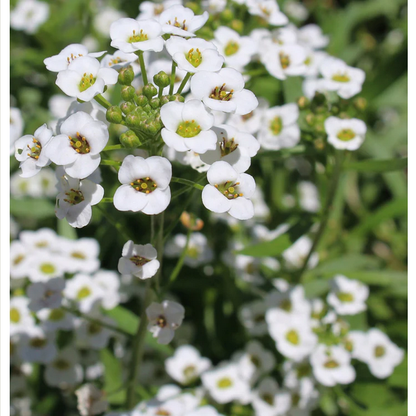 Proven Winners Direct White Knight Sweet Alyssum (Lobularia)