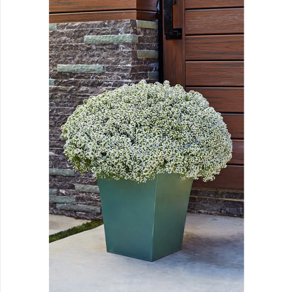 Proven Winners Direct White Knight Sweet Alyssum (Lobularia)