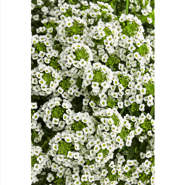 Proven Winners Direct White Knight Sweet Alyssum (Lobularia)