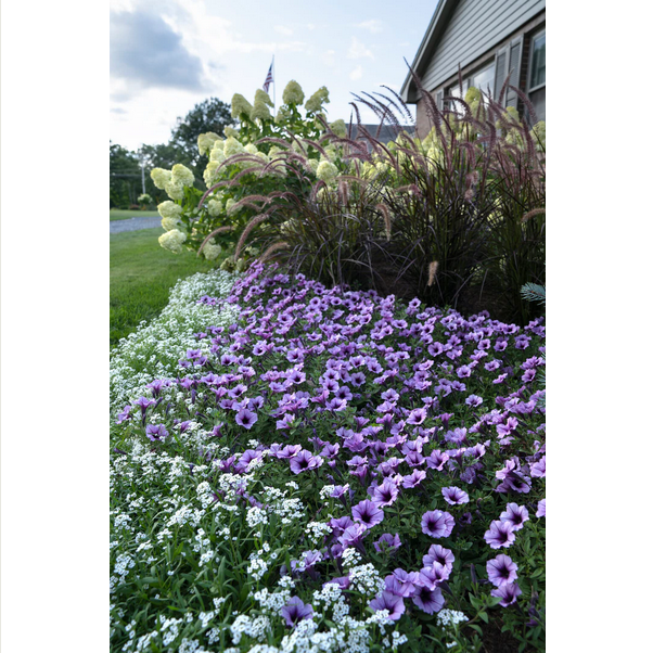 Proven Winners Direct White Knight Sweet Alyssum (Lobularia)