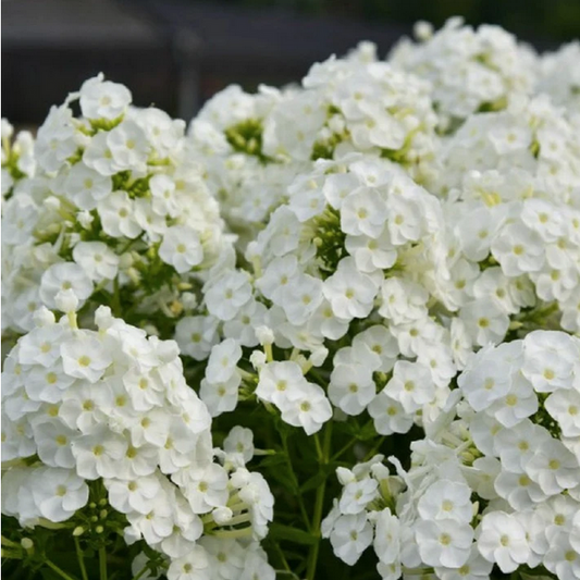 Proven Winners Direct 'Backlight' (Phlox)