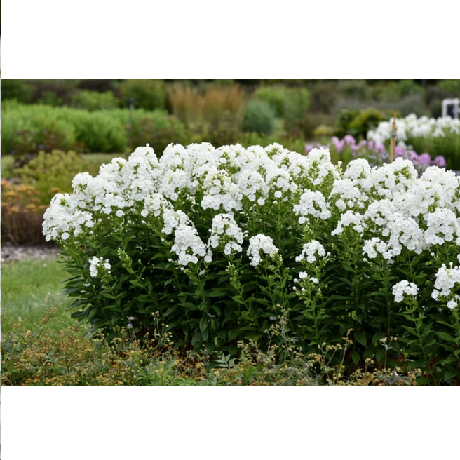 Proven Winners Direct 'Backlight' (Phlox)