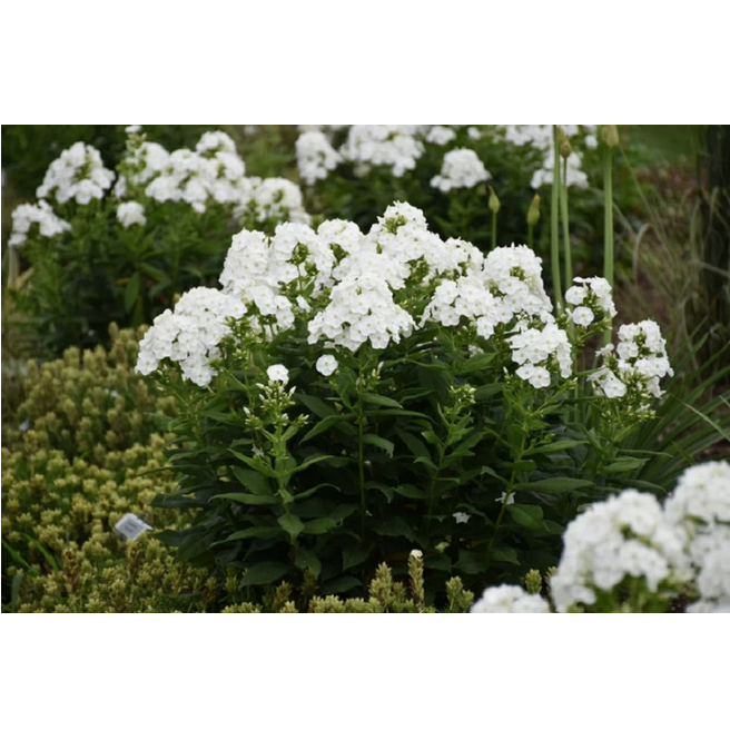 Proven Winners Direct 'Backlight' (Phlox)