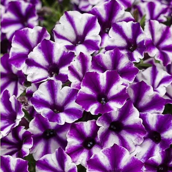 Proven Winners Direct Supertunia Mini Vista Violet Star (Petunia)