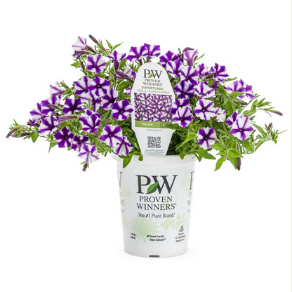 Proven Winners Direct Supertunia Mini Vista Violet Star (Petunia)