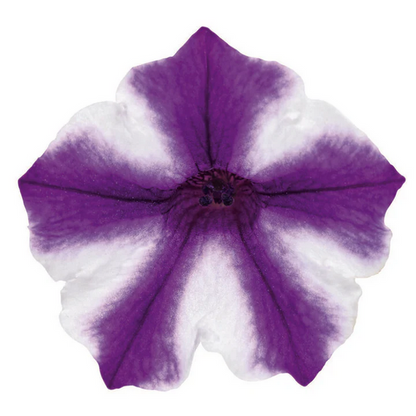 Proven Winners Direct Supertunia Mini Vista Violet Star (Petunia)