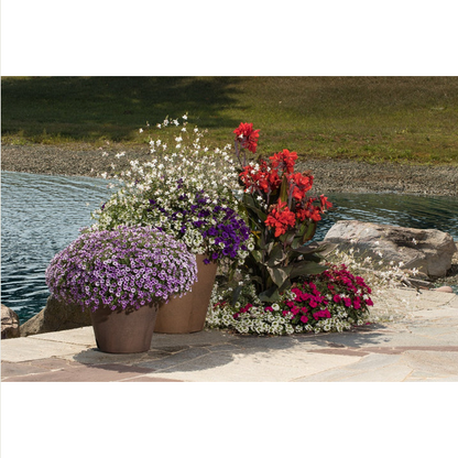 Proven Winners Direct Supertunia Mini Vista Violet Star (Petunia)