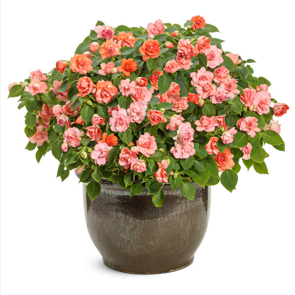 Proven Winners Direct Rockapulco Tropical Shades (Impatiens)