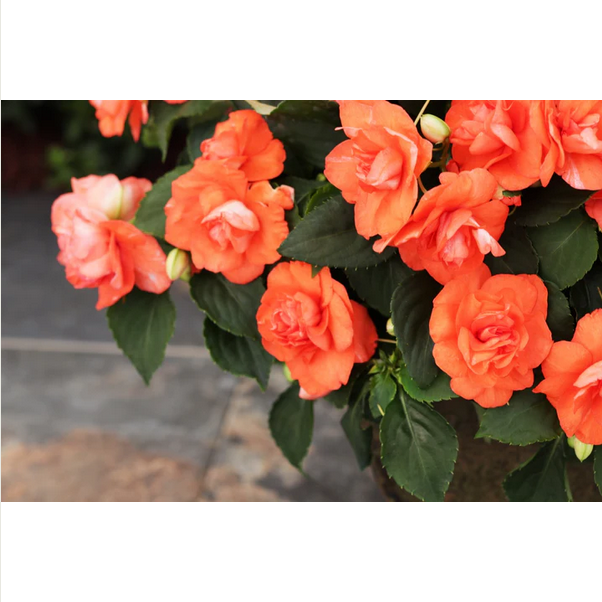 Proven Winners Direct Rockapulco Tropical Shades (Impatiens)