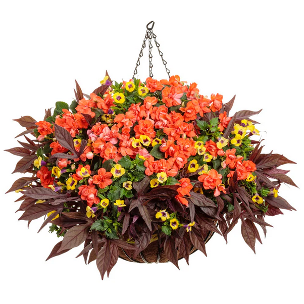 Proven Winners Direct Rockapulco Tropical Shades (Impatiens)