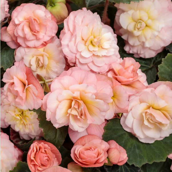 Proven Winners Direct Double Delight Blush Rose (Begonia)