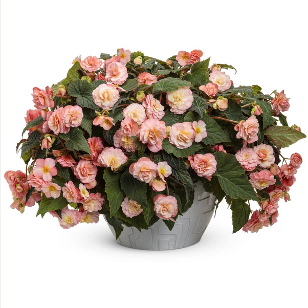 Proven Winners Direct Double Delight Blush Rose (Begonia)