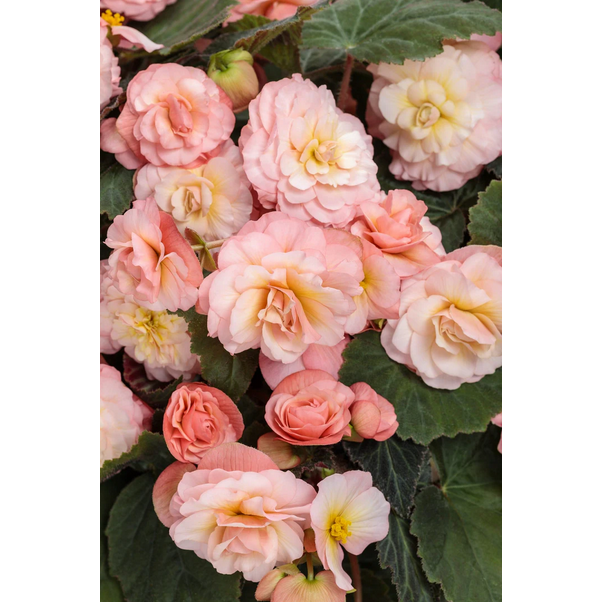 Proven Winners Direct Double Delight Blush Rose (Begonia)