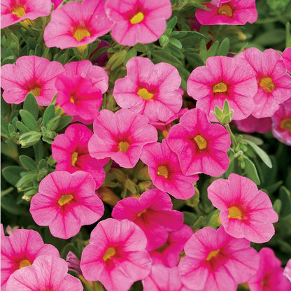 Proven Winners Direct Superbells Pink (Calibrachoa) - New Proven Winners Variety 2024