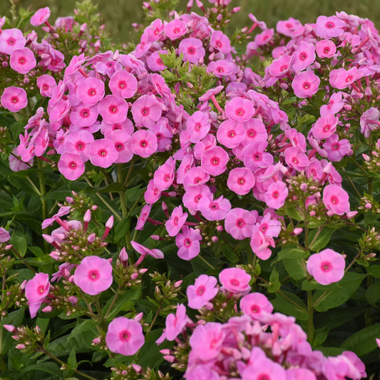 Proven Winners Direct Luminary 'Prismatic Pink' Tall Garden Phlox (Phlox) - New Proven Winners Variety 2024