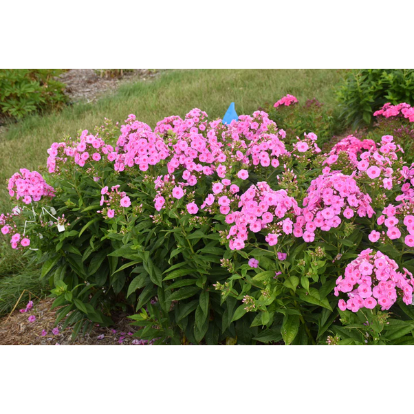 Proven Winners Direct Luminary 'Prismatic Pink' Tall Garden Phlox (Phlox) - New Proven Winners Variety 2024