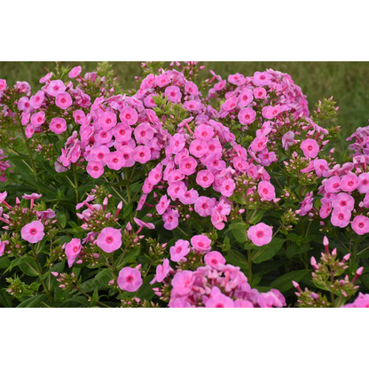 Proven Winners Direct Luminary 'Prismatic Pink' Tall Garden Phlox (Phlox) - New Proven Winners Variety 2024