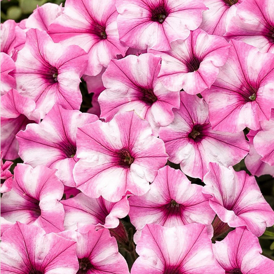 Proven Winners Direct Supertunia Mini Vista Pink Star (Petunia)