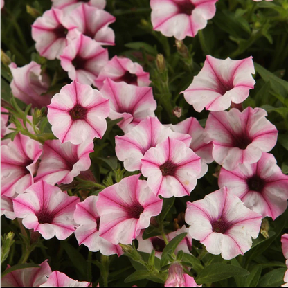 Proven Winners Direct Supertunia Mini Vista Pink Star (Petunia)