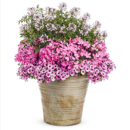 Proven Winners Direct Supertunia Mini Vista Pink Star (Petunia)