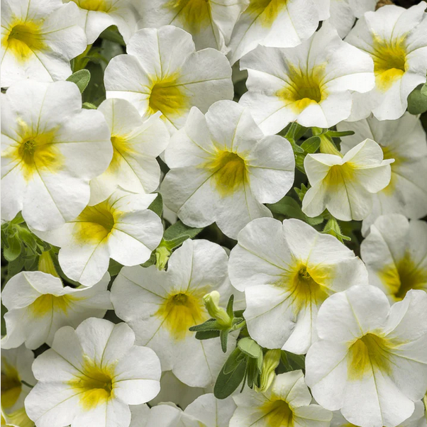 Proven Winners Direct Superbells Over Easy (Calibrachoa)