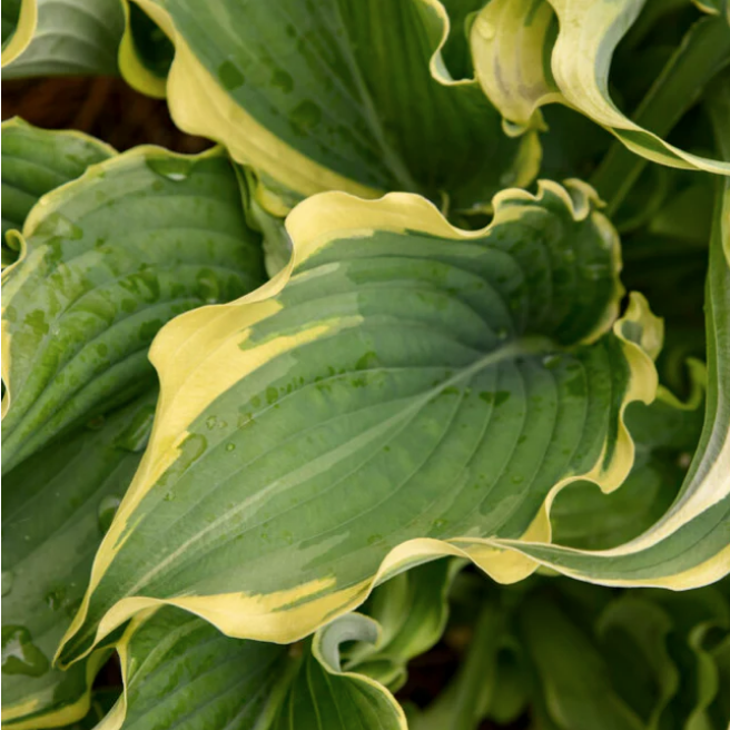 Proven Winners Direct Shadowland 'Voices in the Wind' (Hosta)