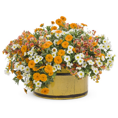 Proven Winners Direct Superbells Over Easy (Calibrachoa)