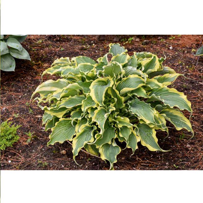 Proven Winners Direct Shadowland 'Voices in the Wind' (Hosta)