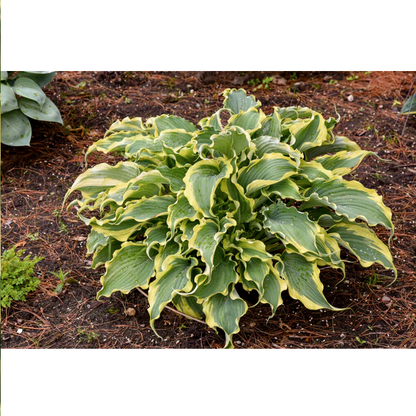 Proven Winners Direct Shadowland 'Voices in the Wind' (Hosta)