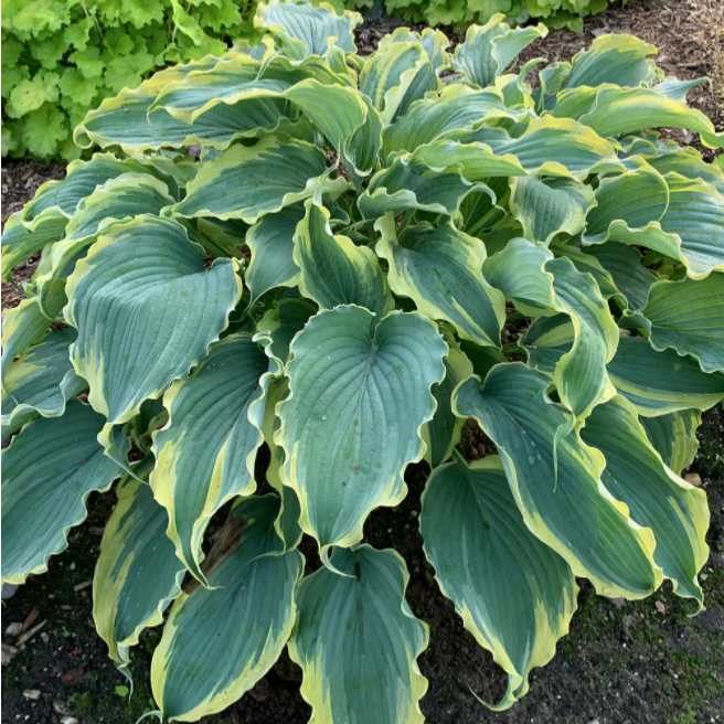 Proven Winners Direct Shadowland 'Voices in the Wind' (Hosta)