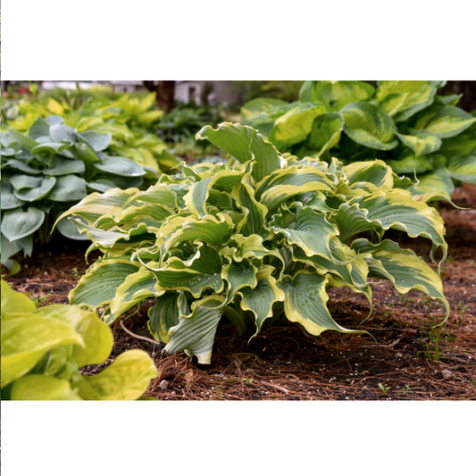 Proven Winners Direct Shadowland 'Voices in the Wind' (Hosta)