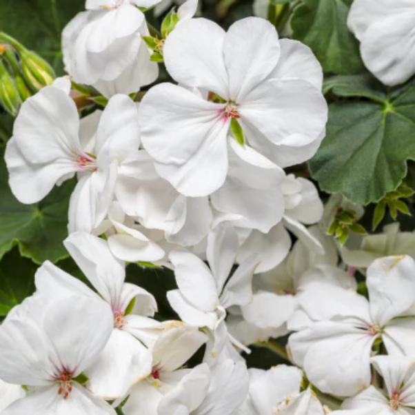 Proven Winners Direct Boldly White Geranium (Pelargonium Interspecific) - New Proven Winners Variety 2024